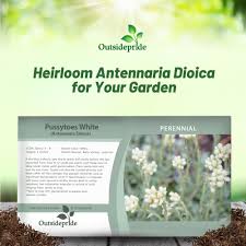 Attēlu rezultāti vaicājumam “Antennaria dioica fruit”