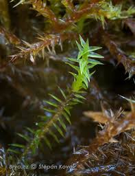 Attēlu rezultāti vaicājumam “Meesia triquetra”