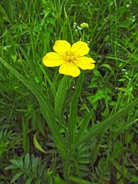 Attēlu rezultāti vaicājumam “Ranunculus lingua flower”