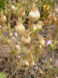 Attēlu rezultāti vaicājumam “Silene chalcedonica fruit”