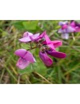 Attēlu rezultāti vaicājumam “Dipogon sp.”