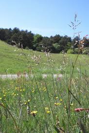 Attēlu rezultāti vaicājumam “Helictotrichon pubescens”