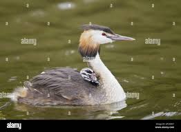 Attēlu rezultāti vaicājumam “Podiceps cristatus adult”