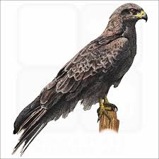 Image result for Falcons Black