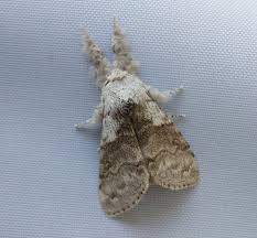 Attēlu rezultāti vaicājumam “Colostygia pectinataria male”