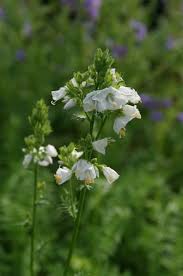 Image result for Polemonium coeruleum album