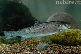 Image result for Oncorhynchus mykiss