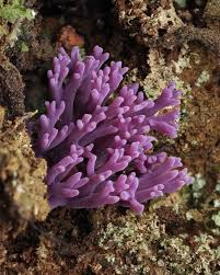 Attēlu rezultāti vaicājumam “Ramariopsis pulchella”