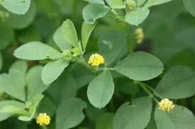 Attēlu rezultāti vaicājumam “Trifolium aureum leaf”