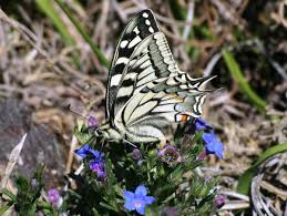 Attēlu rezultāti vaicājumam “Papilio machaon upperside”