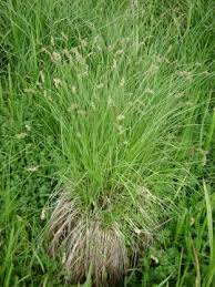 Attēlu rezultāti vaicājumam “Carex atherodes”