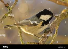 Attēlu rezultāti vaicājumam “Periparus ater”