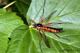 Attēlu rezultāti vaicājumam “Dictenidia bimaculata male”