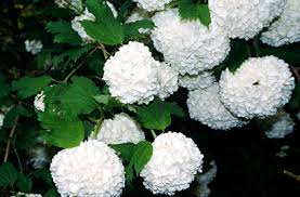 Attēlu rezultāti vaicājumam “Viburnum opulus flower”