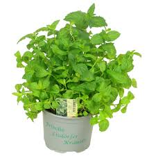 Image result for Pfefferminze