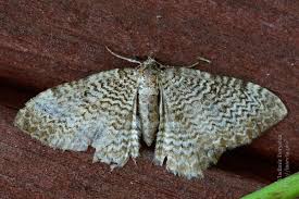 Attēlu rezultāti vaicājumam “Hydria undulata”