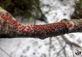 Attēlu rezultāti vaicājumam “Peniophora rufa”