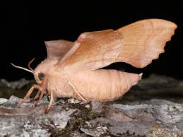 Attēlu rezultāti vaicājumam “Laothoe populi imago”