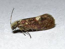 Attēlu rezultāti vaicājumam “Eriocraniidae”