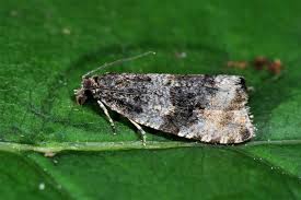 Attēlu rezultāti vaicājumam “Orthotaenia undulana”