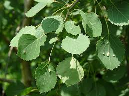 Attēlu rezultāti vaicājumam “Populus tremula leaf”