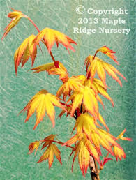 Image result for Acer palmatum `Orange Dream`