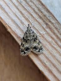 Attēlu rezultāti vaicājumam “Eudonia lacustrata”