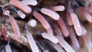 Attēlu rezultāti vaicājumam “Stemonitopsis subcaespitosa”