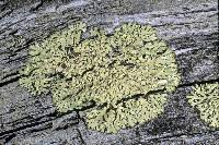 Attēlu rezultāti vaicājumam “Parmeliopsis ambigua”