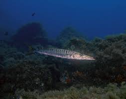 Image result for Sphyraena viridensis