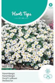 Image result for Nierembergia