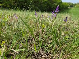 Attēlu rezultāti vaicājumam “Polygala comosa leaf”