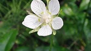 Attēlu rezultāti vaicājumam “Parnassiaceae”