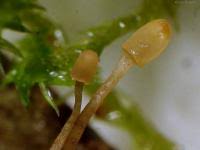 Attēlu rezultāti vaicājumam “Heyderia pusilla”