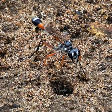 Attēlu rezultāti vaicājumam “Ammophila sp.”