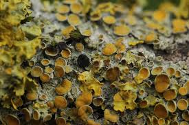 Attēlu rezultāti vaicājumam “Xanthoriicola physciae”