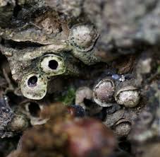 Attēlu rezultāti vaicājumam “Andricus quercuscorticis”