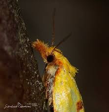 Attēlu rezultāti vaicājumam “Agapeta hamana”