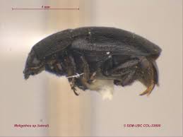 Attēlu rezultāti vaicājumam “Meligethes sp.”