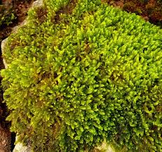 Attēlu rezultāti vaicājumam “Hypnum cupressiforme”