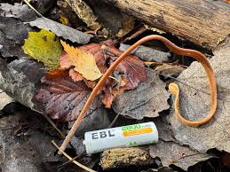 Attēlu rezultāti vaicājumam “Macrotyphula fistulosa var. contorta”