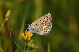 Attēlu rezultāti vaicājumam “Polyommatus icarus male”