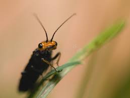 Attēlu rezultāti vaicājumam “Acantholyda erythrocephala”