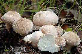 Attēlu rezultāti vaicājumam “Lycoperdon perlatum”