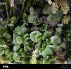 Attēlu rezultāti vaicājumam “Pellia endiviifolia”