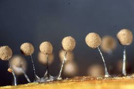 Attēlu rezultāti vaicājumam “Comatricha nigra young”