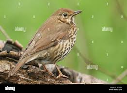 Attēlu rezultāti vaicājumam “Turdus philomelos”