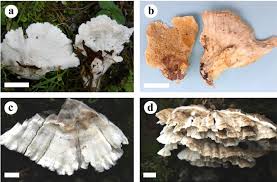 Attēlu rezultāti vaicājumam “Postia leucomallella”
