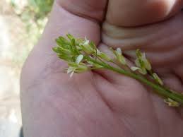 Attēlu rezultāti vaicājumam “Arabis glabra leaf”
