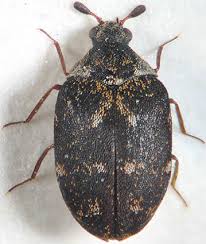 Attēlu rezultāti vaicājumam “Anthrenus museorum”